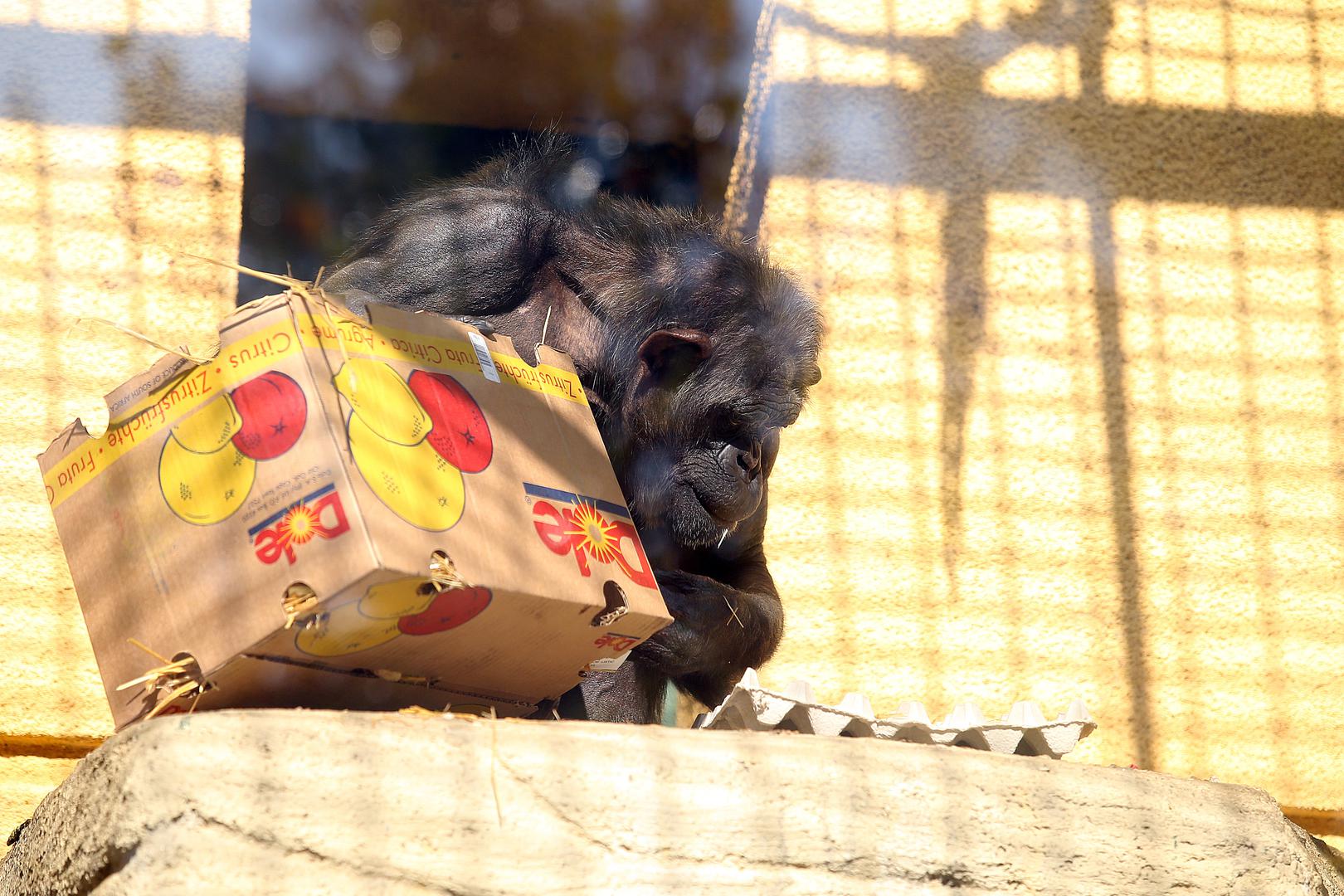 U ZOO-u kažu da čimpanze u prirodi žive između 30 i 40 godina, a u zoološkim vrtovima mogu doživjeti i više od 50 godina. 