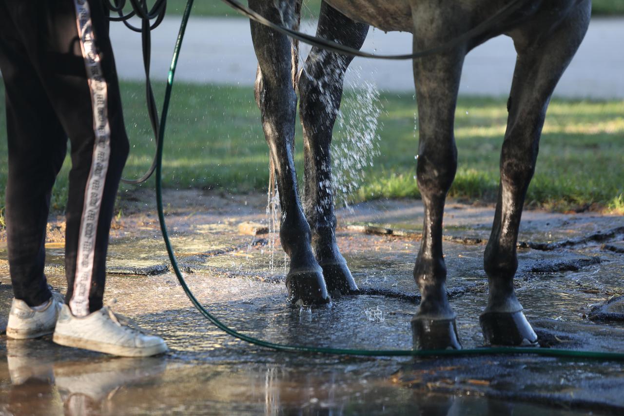 Tuširanje konja kako bi se rashladio tijekom vrućina