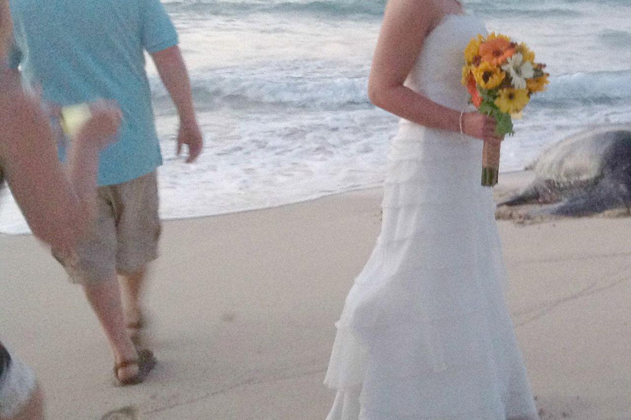 Kornjača prekinula vjenčanje na plaži