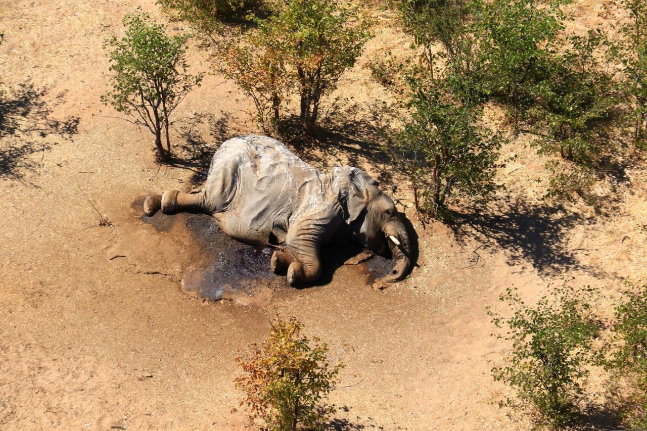 A dead elephant is seen in this undated handout image in Okavango Delta