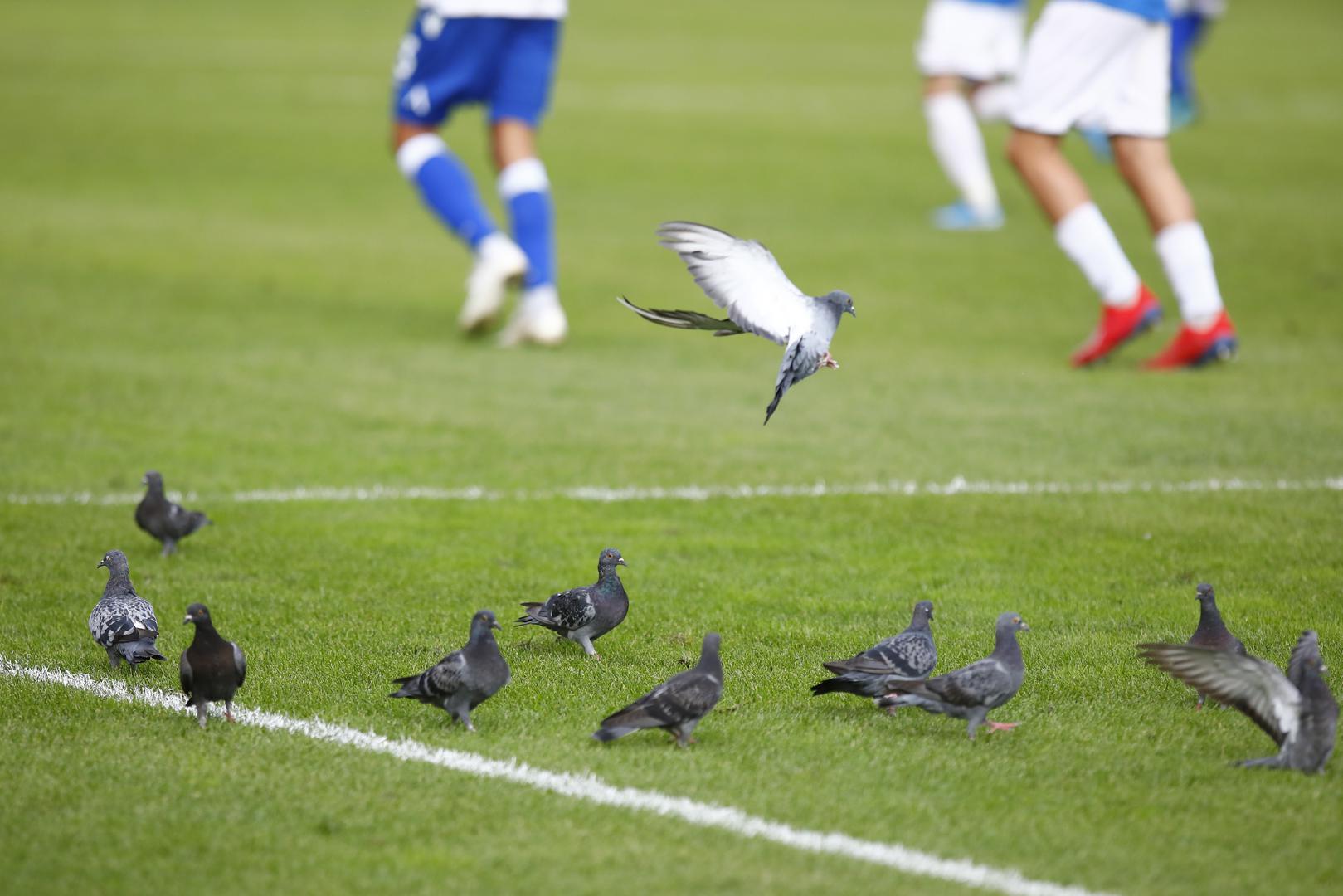 Za vrijeme utakmice na teren poljudskog stadiona je stalno slijetalo jato golubova...