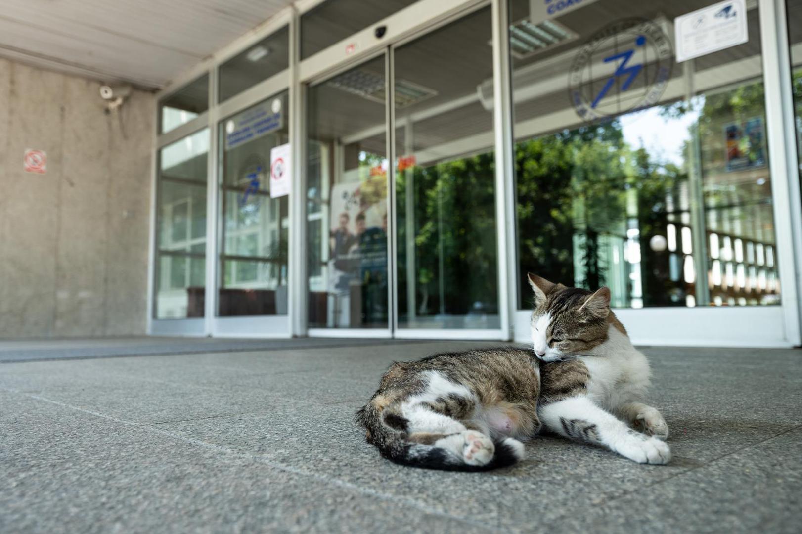 Ivić je objavio fotografiju mačke koja sklupčana leži na tepihu ispred ulaza u Kineziološki fakultet u Sveučilišta u Zagrebu na Jarunu.