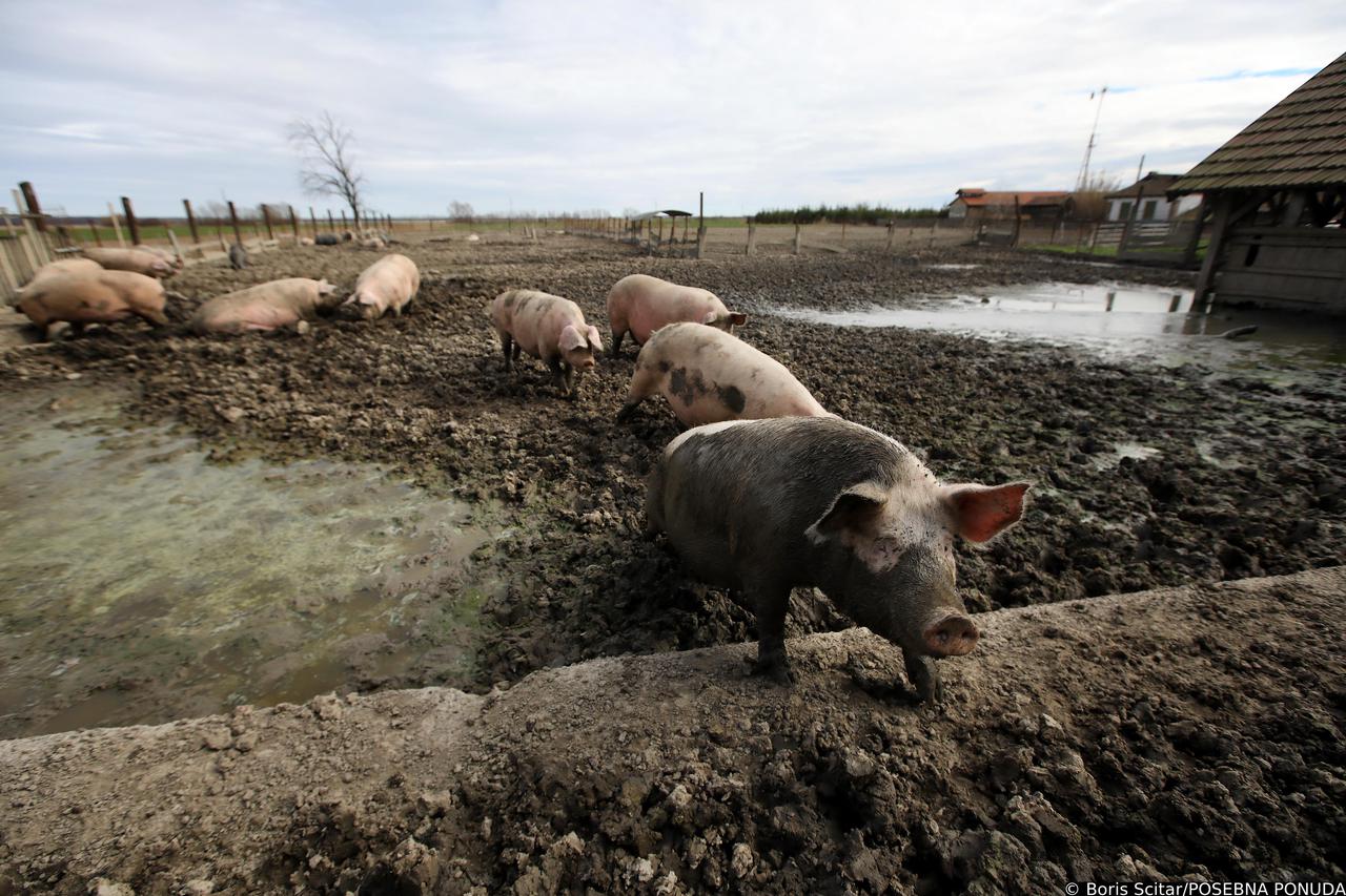 Otok: Vlado Ferbežar, uzgajivač slavonskih svinja