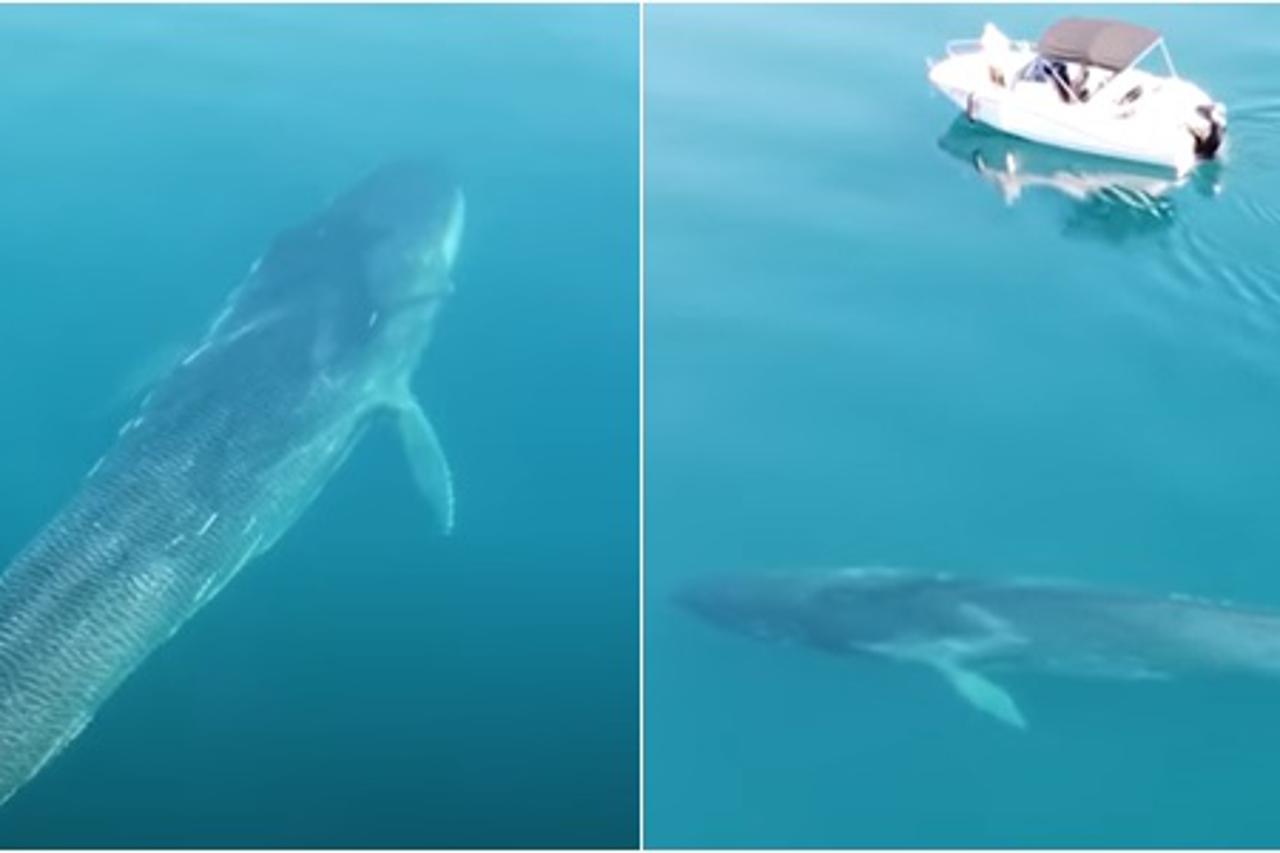 Veliki kit u Jadranu