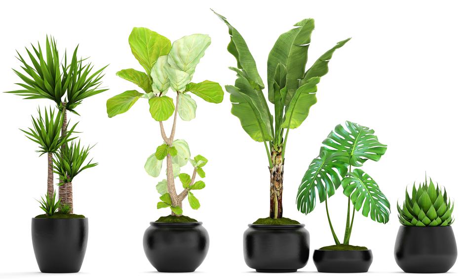 Osvježite svoj prostor uz 40% popusta na Florine biljke