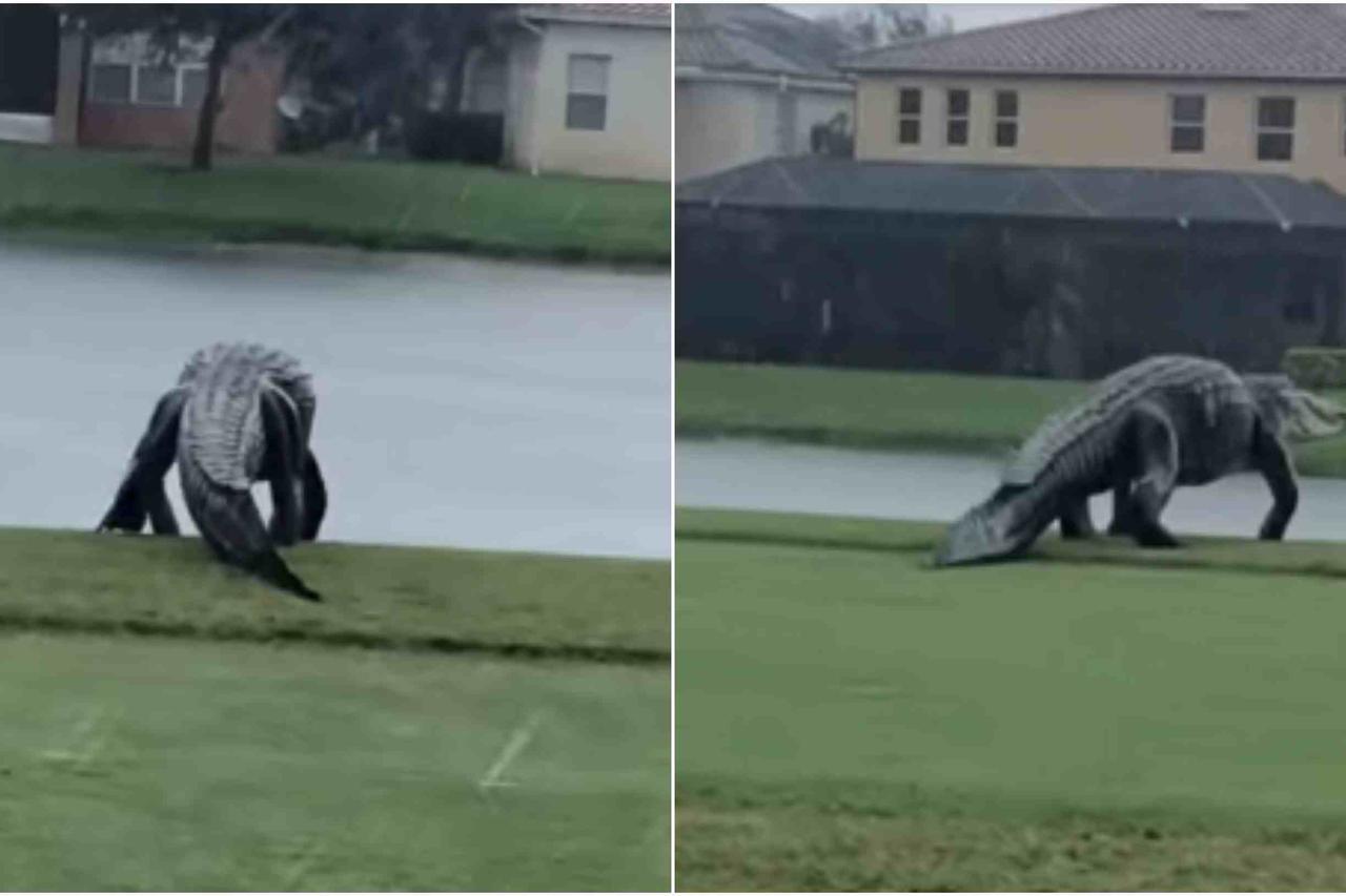 Aligator posjetio golf teren