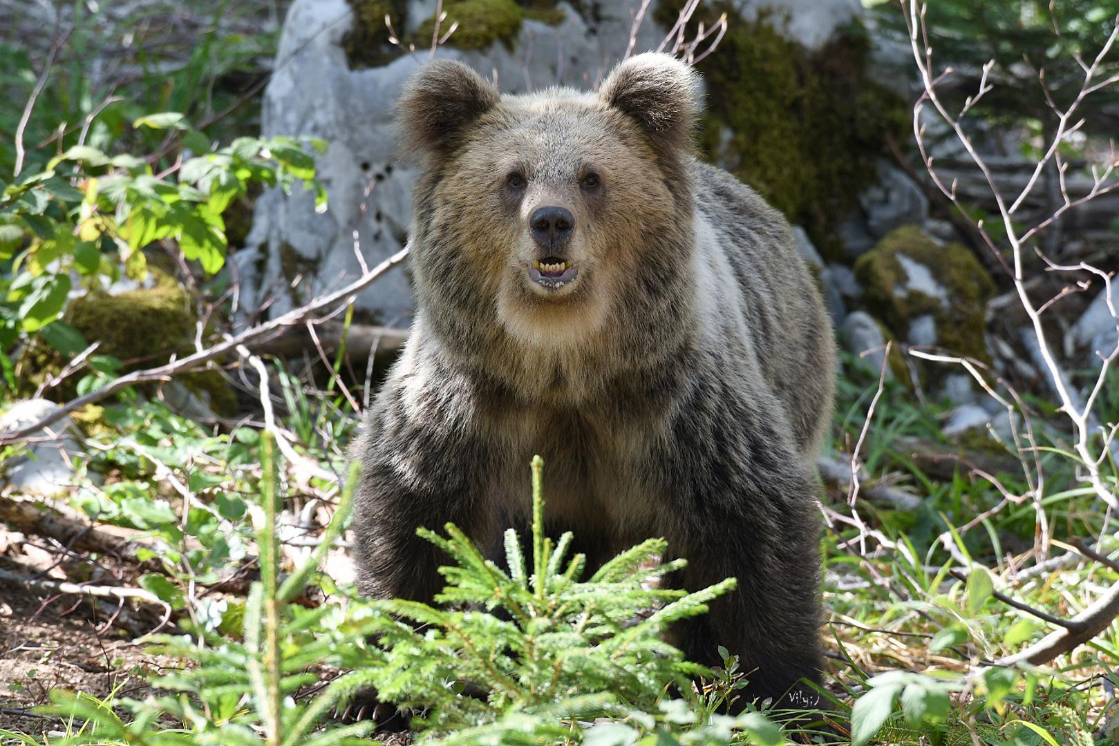 Guste šume Gorskog kotara dom su brojnim mrkim medvjedima