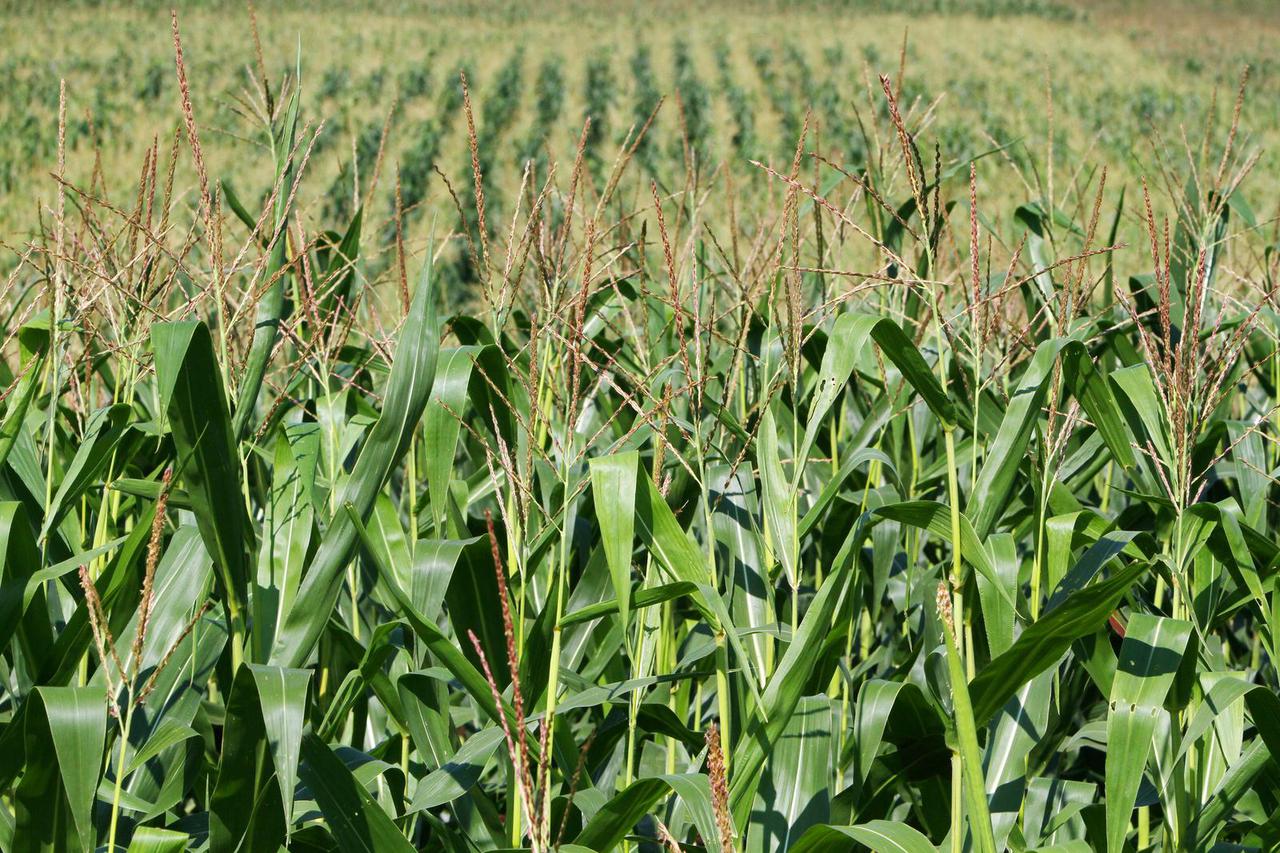 Koprivnica: Polje kukuruza