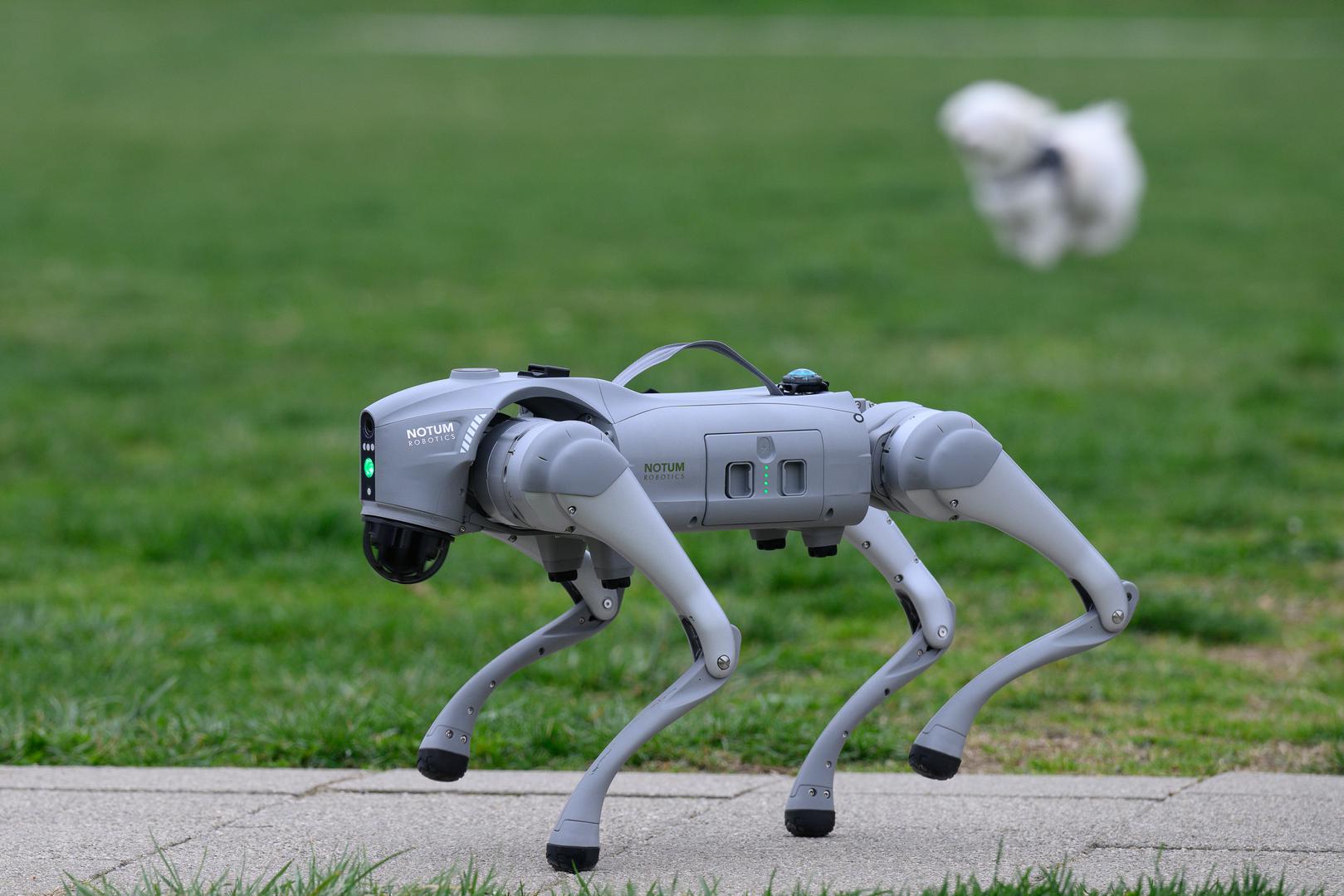 07.03.2024., Velika Gorica -  Milan Rajcevic, vlasnik i direktor tvrtke Notum Robotics sa suradnikom Ivanom Batinicem prosetao je Parkom dr. Franje Tudjmana u velikoj Gorici u drustvu robota psa. Za robota su podjednako bili zainteresirani prolaznici i njihovi ljubimci psi. Robot pas je komercijalni proizvod koji se radi po narudjbi, a ono sto je kod njega interesantno i unikatno su softverska rijesenja. Poanta je da ta platforma bude autonomna, bez ljudske intervencije i sa minimalnim odrzavanjem izvrsava zadatke prema svojem programu, da se snalazi u nepoznatim okolnostima, po nepoznatom terenu. Primjene su neogranicene, od sigurnosnih primjena, sluzbe spasavanja, nadzora te interakcije i edukacije. Puni se do 24 sata zbog tehnologije baterije i moze raditi do 3 sata, a trcati moze brzinom do 20 km/h. Trenutno nije vodootporan ali s vremenom moze postati i vodootporan i vatrootporan za siri spektar primjena.
 Photo: Davor Puklavec/PIXSELL