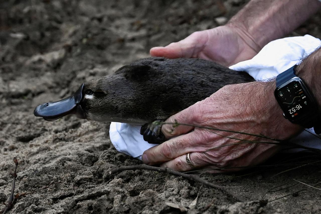 Platypus are released back into Sydney’s Royal National Park for the first time in over fifty years