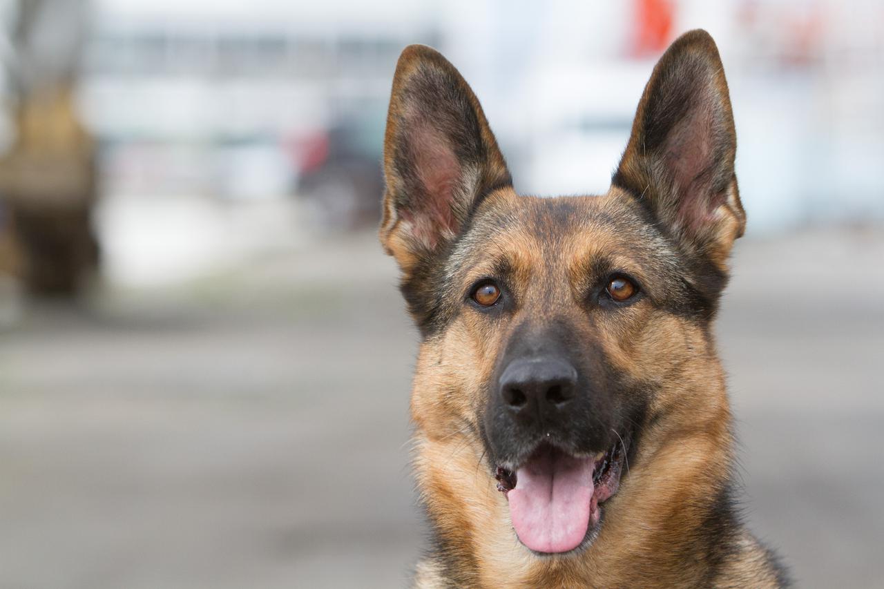 Rijeka: Carinski pas Raska, uspješna u otkrivanju krijum?arenog duhana