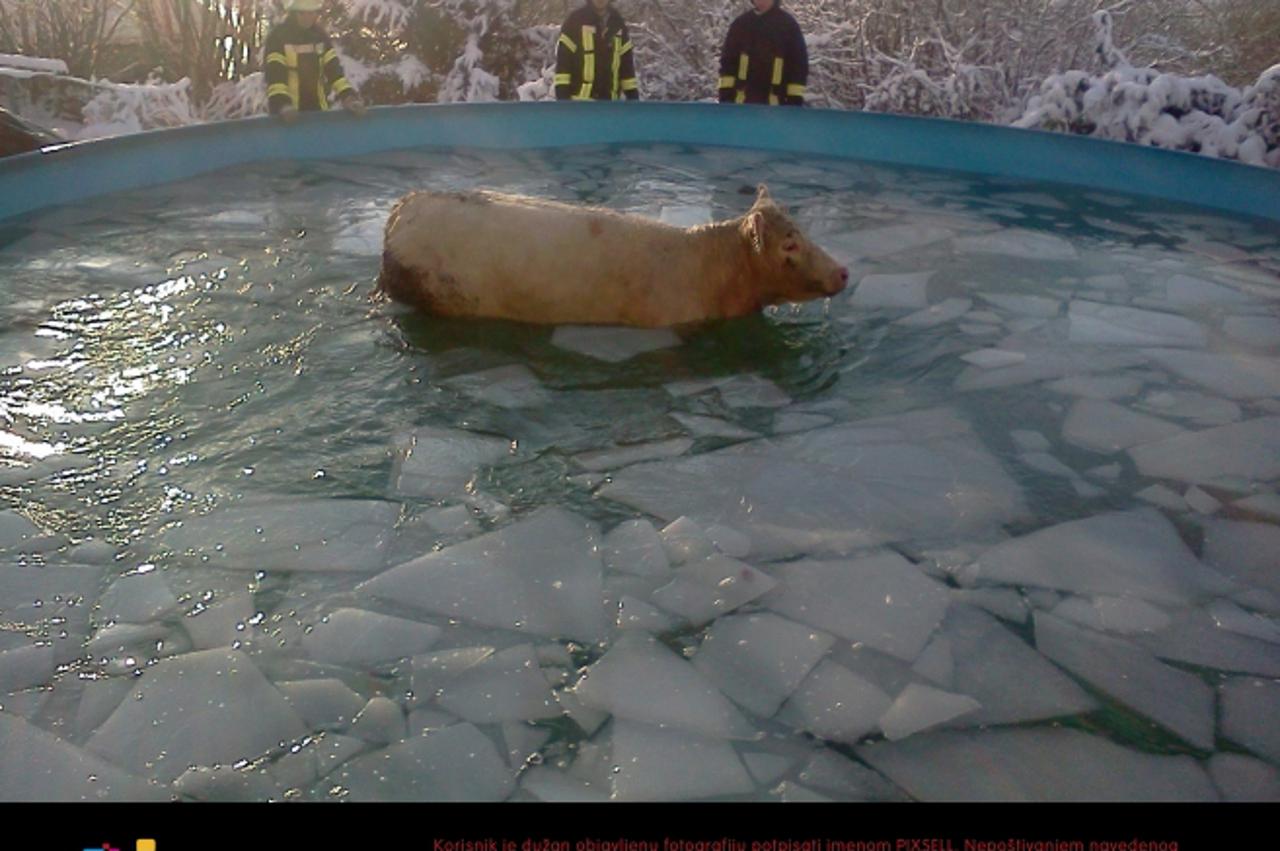 'HANDOUT - A handout picture shows a cow standing in a partly frozen-over swimming pool in Windeck, Germany, 08 December 2012. The cow saved herself for a short time form the slaughtering block by jum