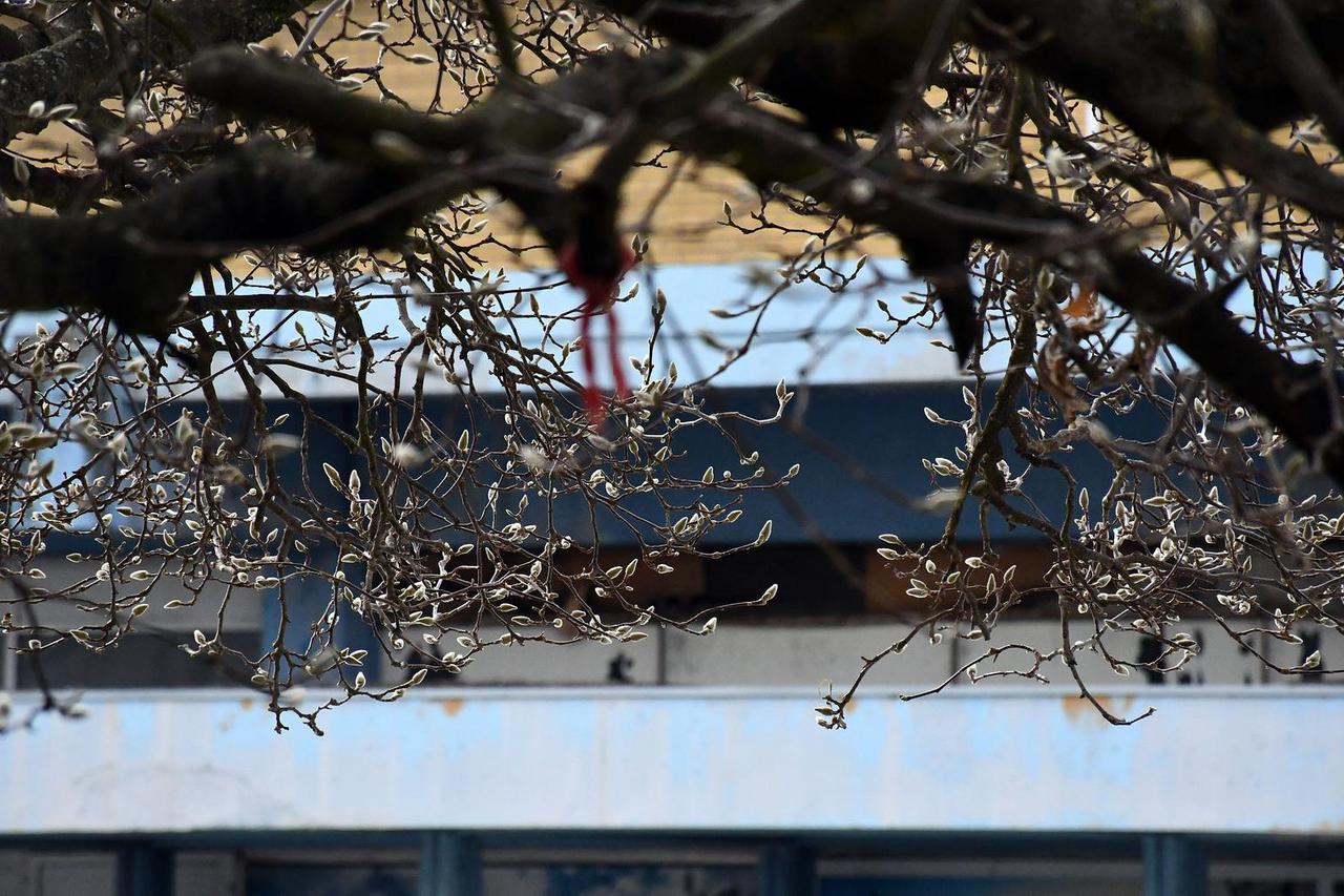 Slavonski Brod: Zbog neobično visokih temperatura propupala magnolija na Korzu