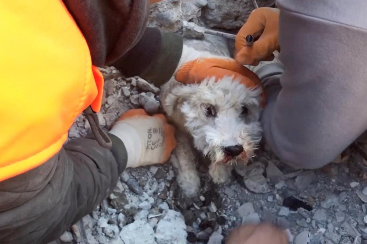 People work to rescue a dog from under rubble, in the aftermath of a deadly earthquake, in Iskenderun