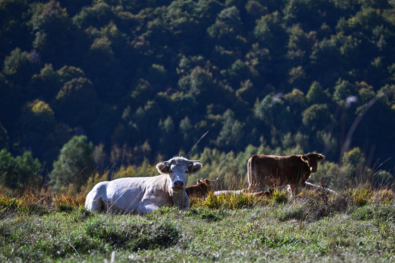 Krave na ispaši tijekom sunčanog dana