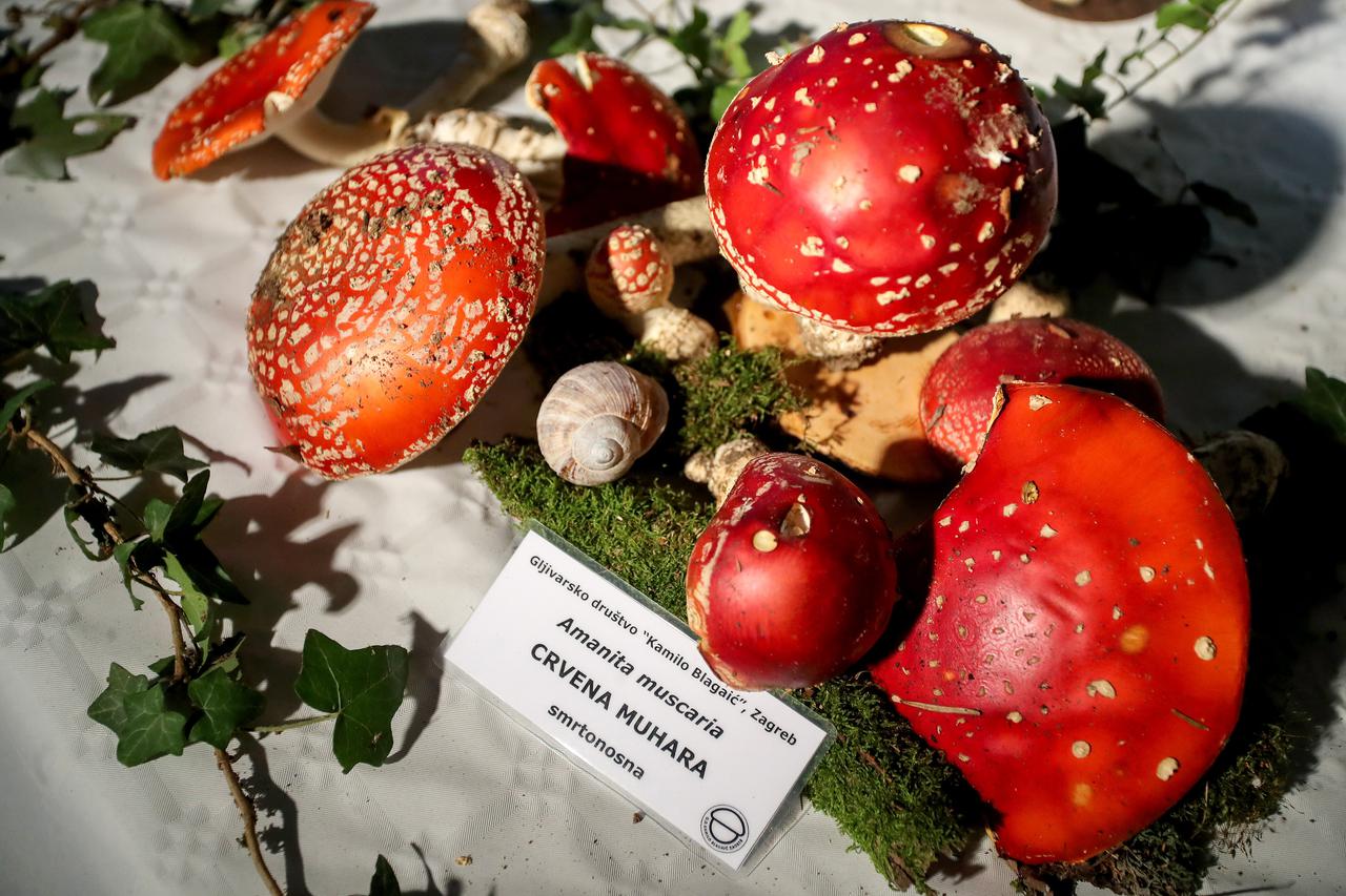 Zagreb: U Studentskom centru otvorena izložba gljiva