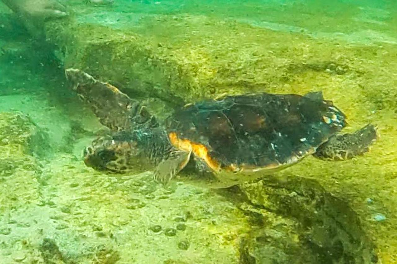 Glavate želve vraćene u more nakon oporavka u Pulskom akvarijumu