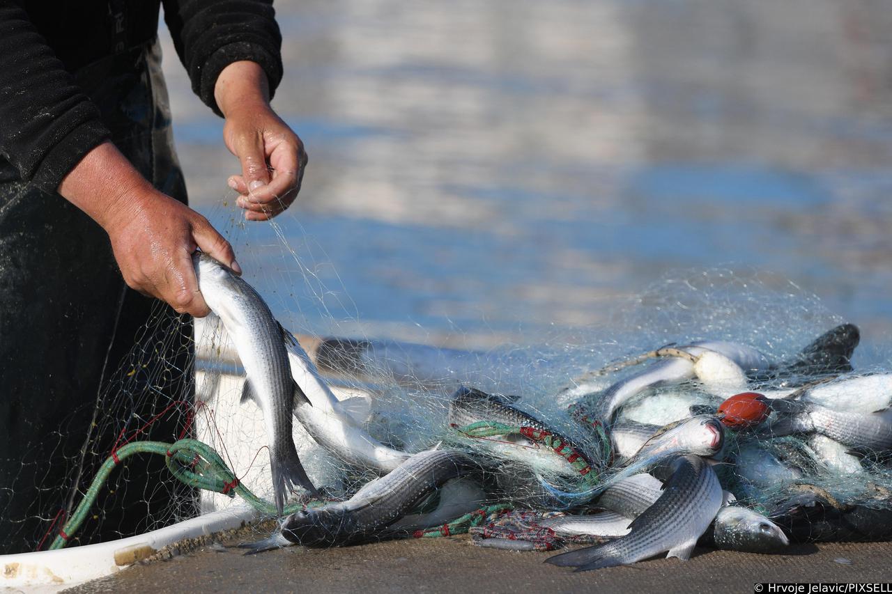 Mještani Primoštena s nestrpljenjem čekaju ribara koji iz mreže vadi jutrošnji ulov