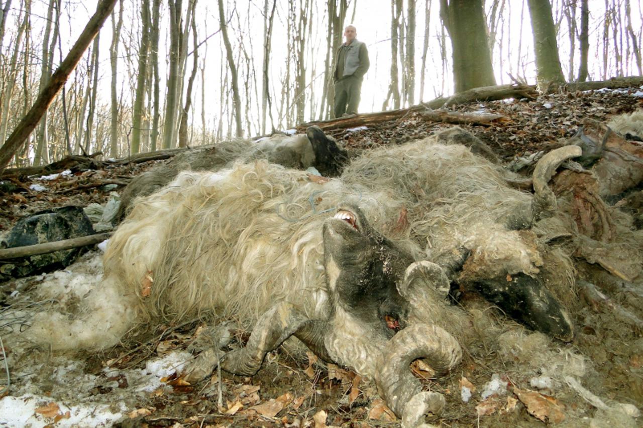 \'podravina-150310-macute - nedjeljko sabic, lovnik lovacke udruge vocin na mjestu u sumi nedaleko sela mabuce na kojem su nepoznati ovcari odbacili desetak uginulih ovaca s odrezanim usima i  snimio 