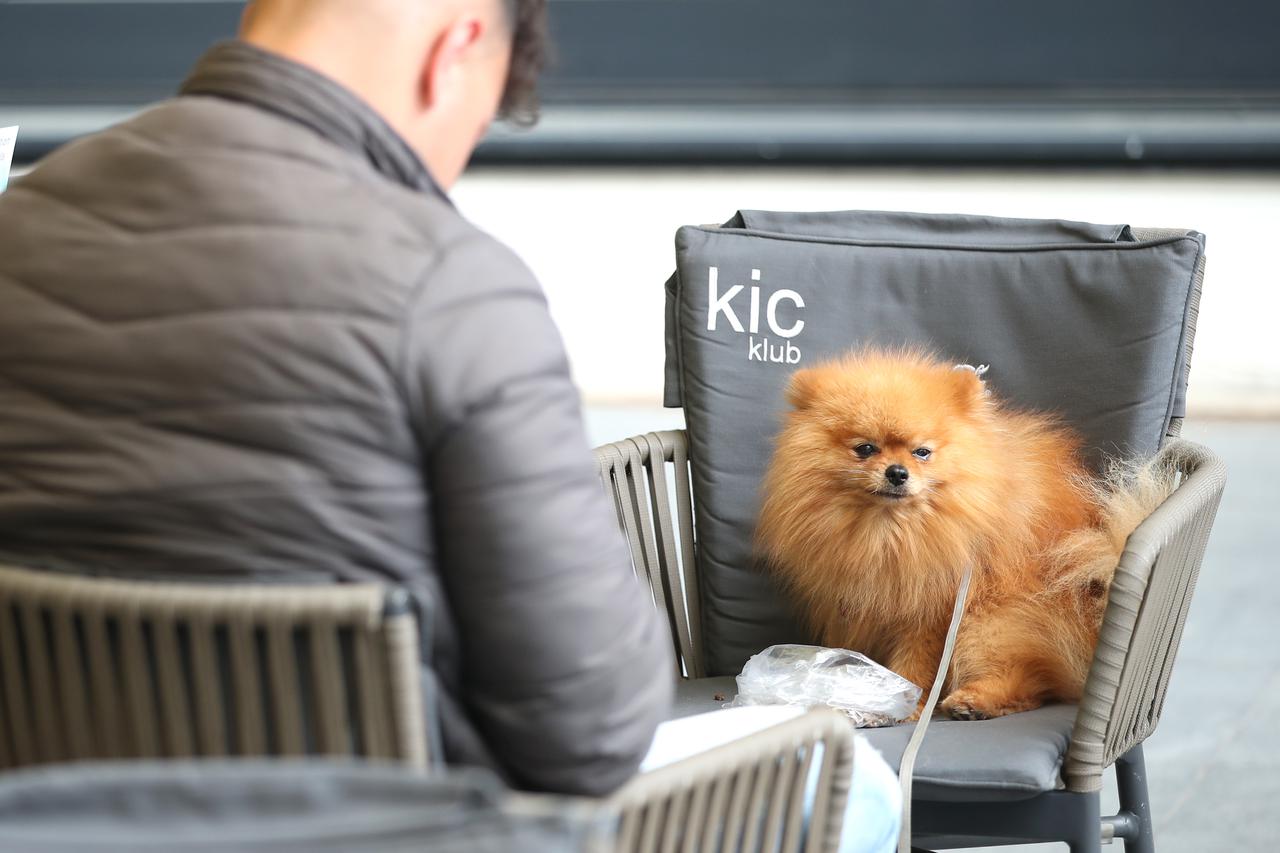 Zagreb: Simpatični pas omastio brk posebnom poslasticom dok je njegov vlasnik uživao u kavi