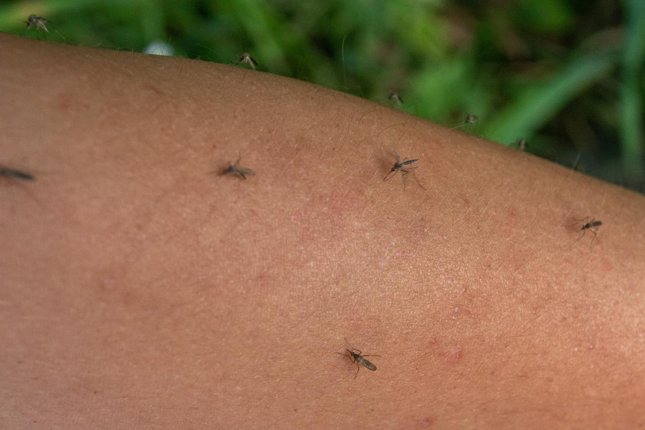 Djelatnici Zavoda za javno zdravstvo prebojavaju komarce u Kopačkom ritu