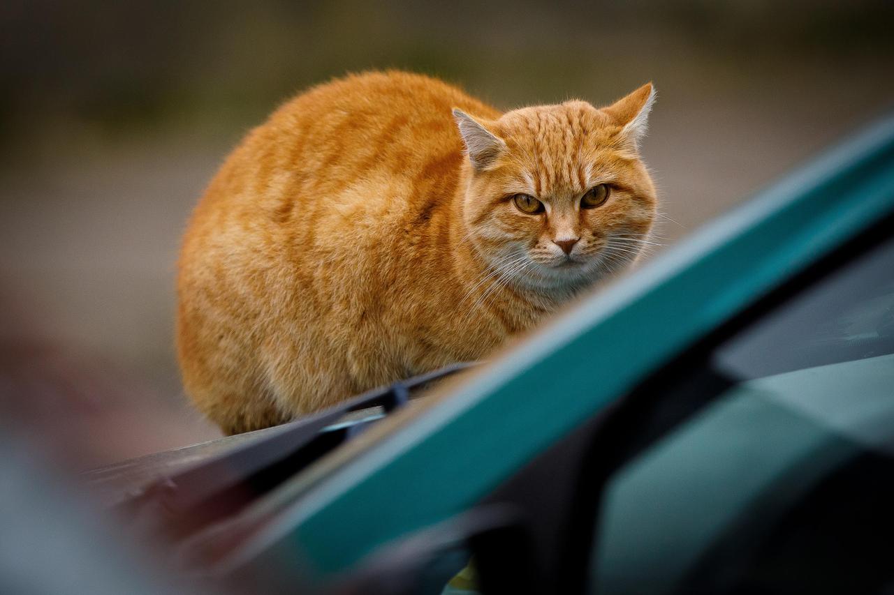 Zagreb: Žuta mačka grije se na poklopcu motora parkiranog automobila