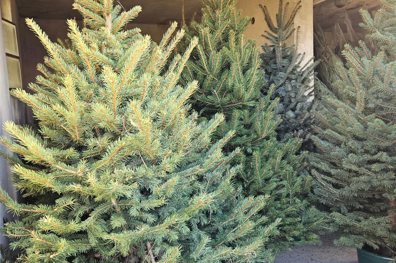 Najam božićnog drvca- rent a plant