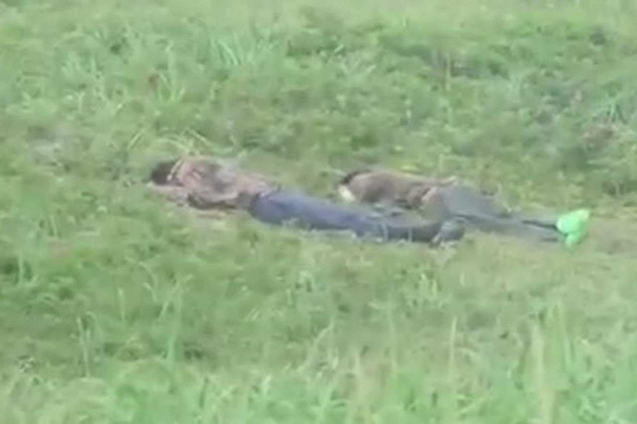 spavaju na travi