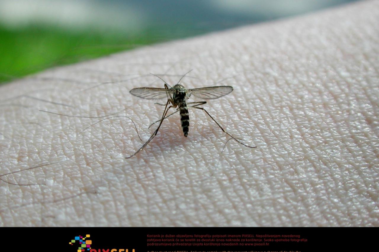 '15.06.2010., Slavonski Brod - Brodjani se bore s najezdom komaraca, ilustracija.  Photo: Ivica Galovic/PIXSELL'
