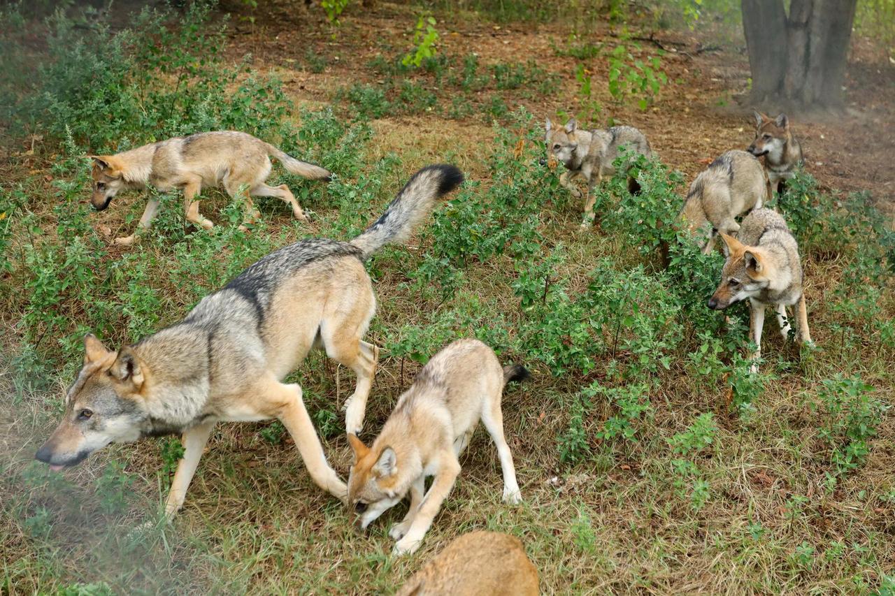 Osijek: Zoološki vrt bogatiji za osam vučića, dvije antilope i malu devu