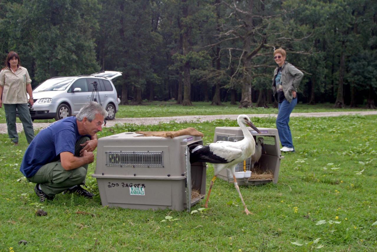 '27.7.2010-Cigoc-Zoolozi zagrebackog zoloskog vrta pustili su dvije rode u prirodu u parku prirode Lonjsko polje blizu sela roda Cigoc Photo: Miroslav Santek/PIXSELL'