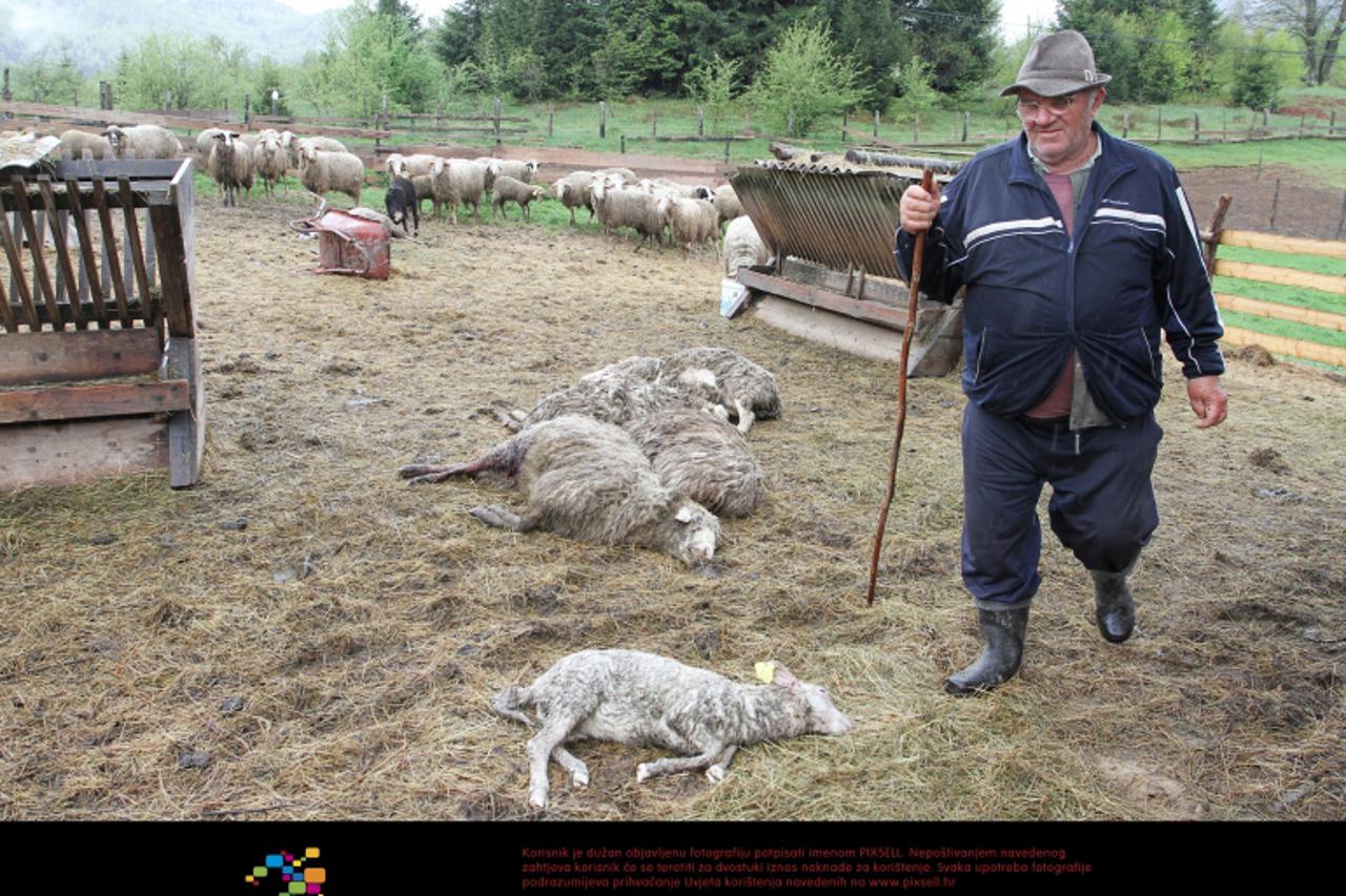 '07.05.2012., Ogulin, Jasenak - Medvjed je vec drugi put u dva dana poklao ovce u selu Jasenak blizu Bjelolasice. Obitelji Gvero iz Jasenka ubijeno je 11 ovaca isto toliko je ranjeno pa su ih veterina