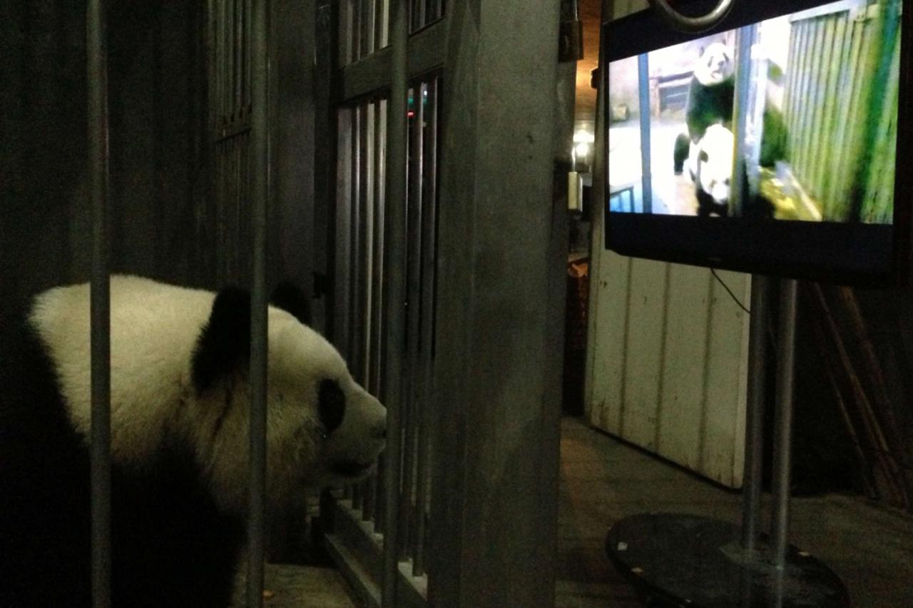 panda gleda pornić (1)