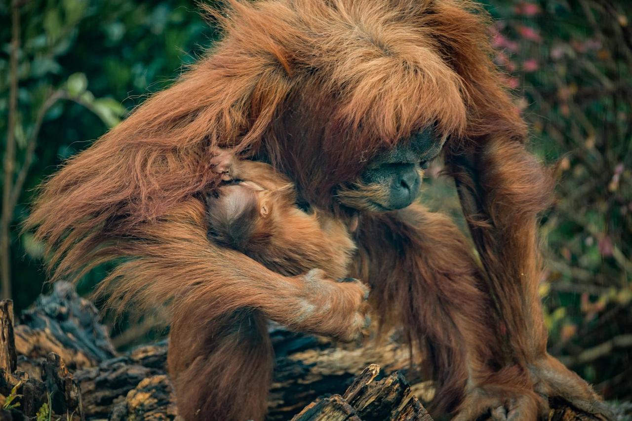 Mama Subis i njena beba glavna su atrakcija zoološkog vrta u britanskom gradu Chesteru