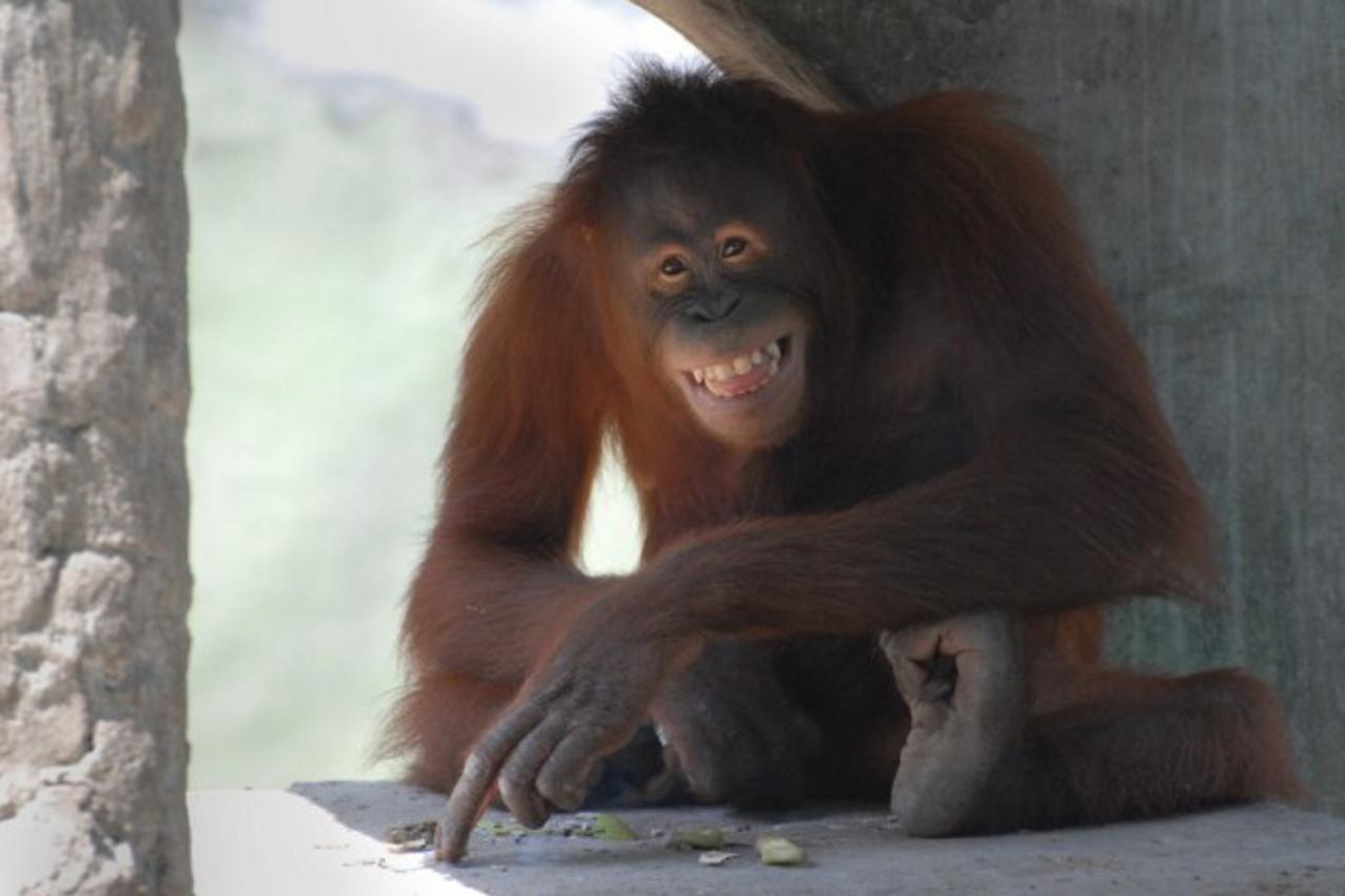 orangutanica tori