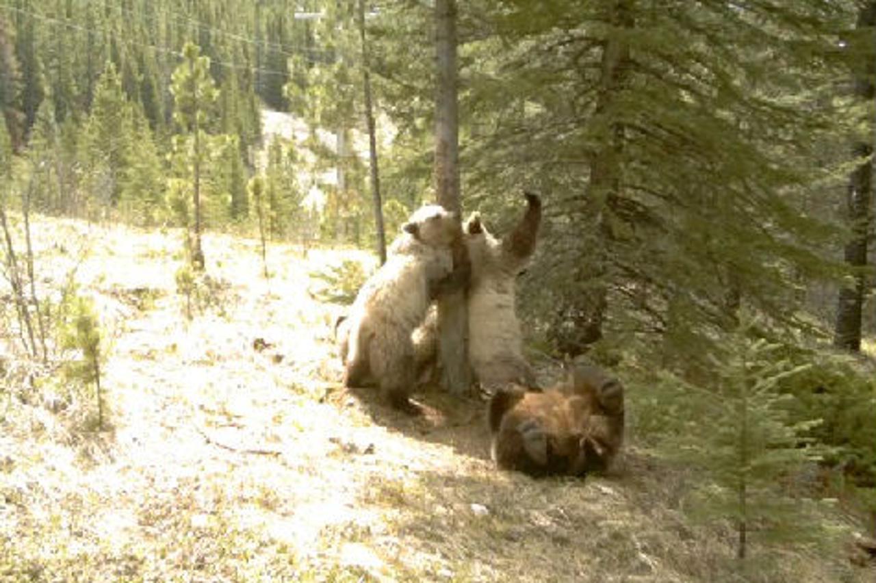Što sve medvjedi rade u šumi