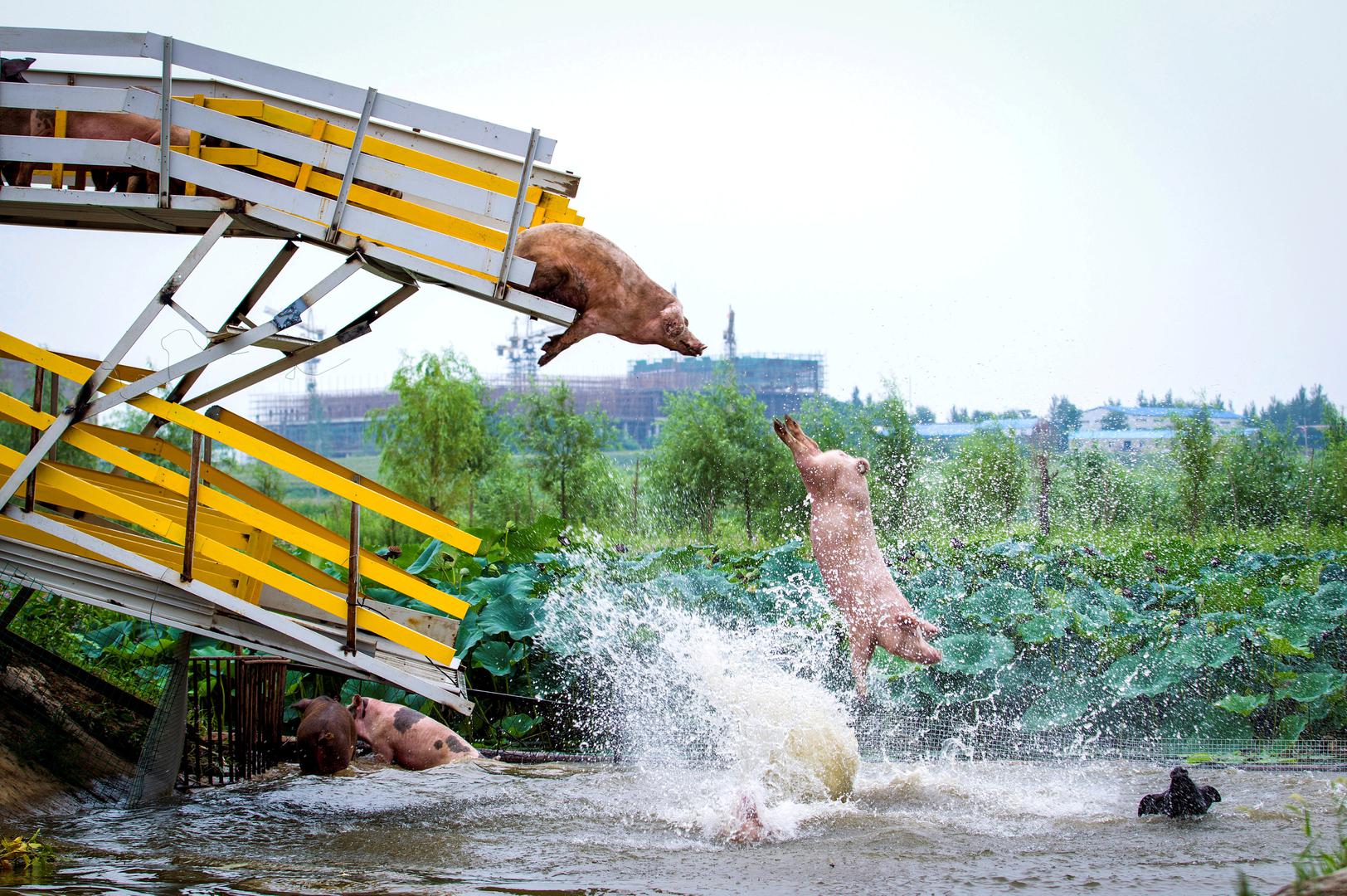 Uzgajivači svinja u Kini doveli su svinje na dnevnu vježbu, s platforme skaču u vodu. 