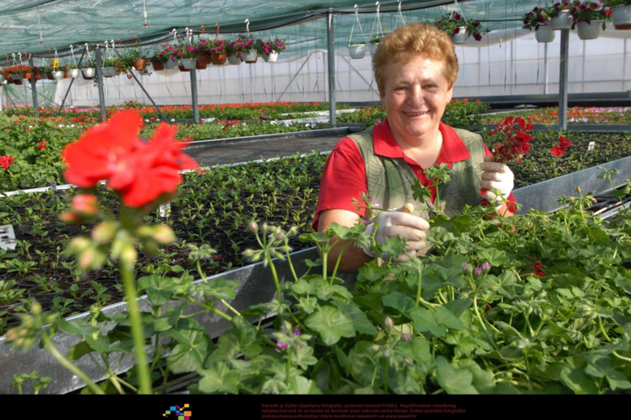 '06.05.2010., Ludbreg, - OPG Herega uzgojem cvijeca bavi se vec 6 godina. Photo: Marko Jurinec/PIXSELL'
