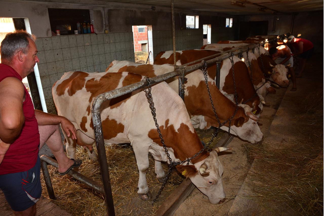 21.07.2015., Slavonski Brod - Zivotinje tesko podnose ekstremne vrucine, pa su tako i krave stocara Ivana Klasnica iz vec znatno smanjile prinos mlijeka. Photo: 