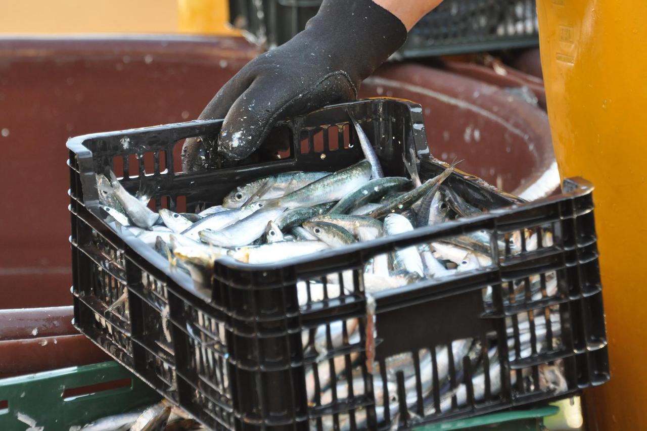 Pula: Ribari svako jutro prodaju svoj ulov na rivi