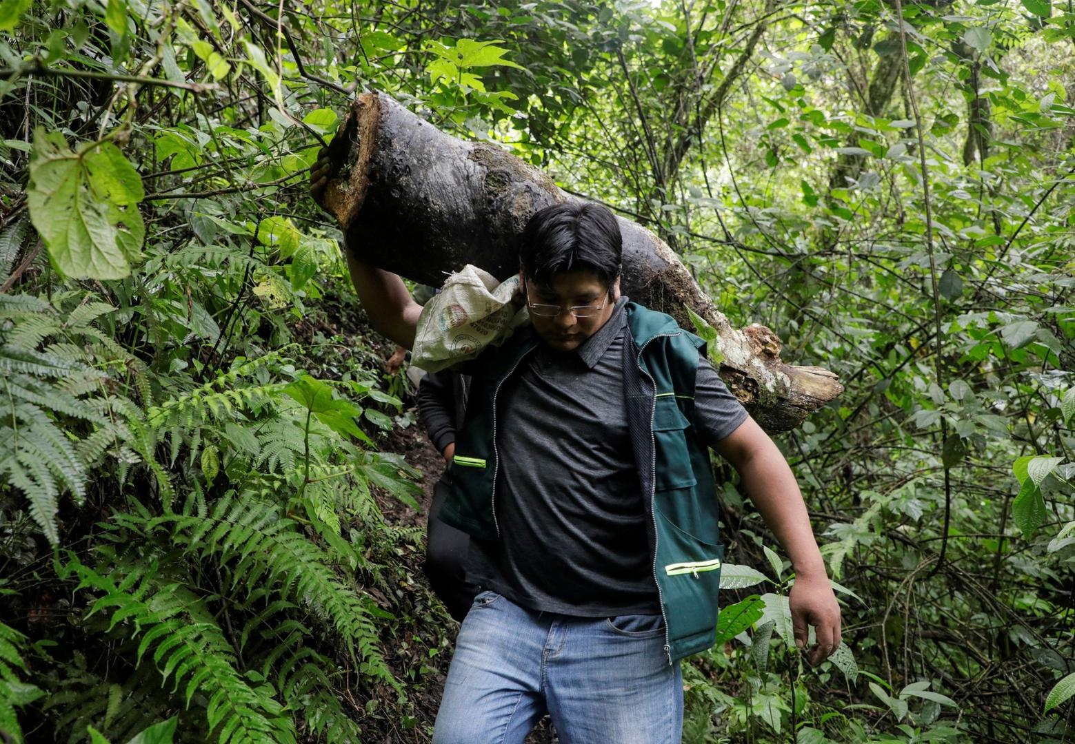 Erick Paredes carries a trunk containing a honeycomb of native bees at the bee sanctuary Las Orquideas Ecoparque in Cotapata, Yungas Erick Paredes carries a trunk containing a honeycomb of native bees at the bee sanctuary Las Orquideas Ecoparque in Cotapata, Yungas, Bolivia, January 13, 2021. Picture taken January 13, 2021. REUTERS/David Mercado DAVID MERCADO