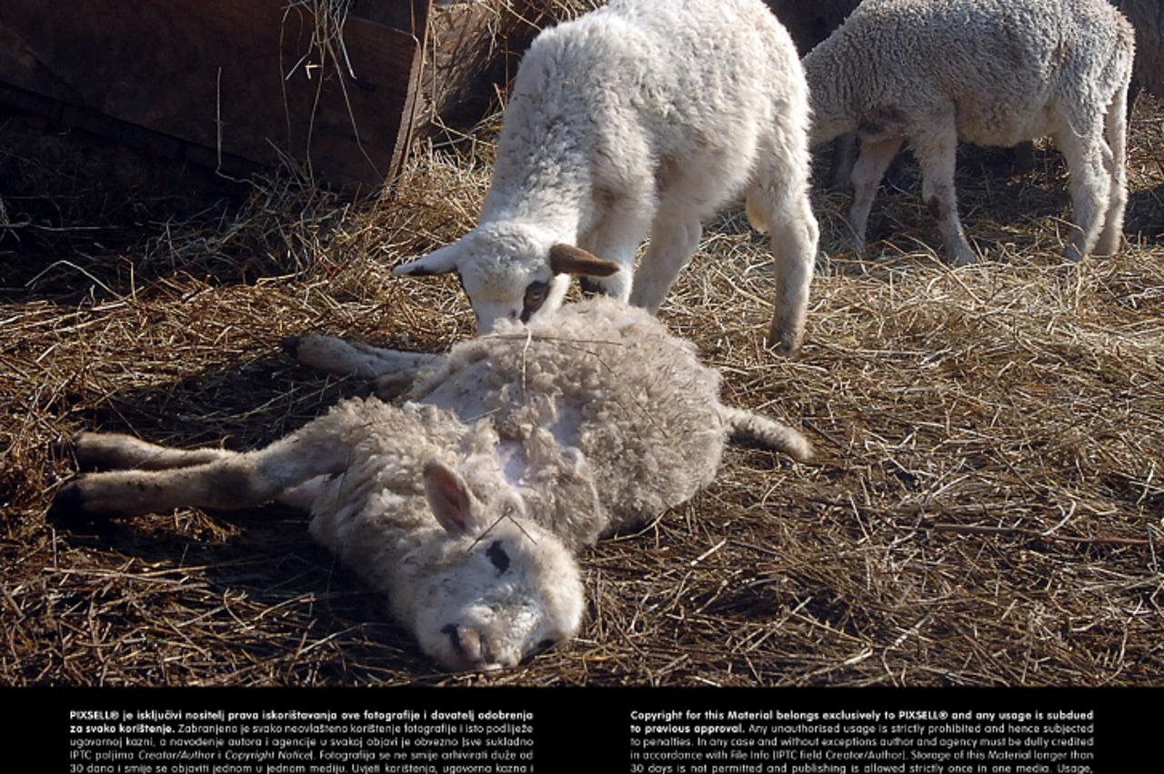 '22.02.2012., Sas - Stevi Vukolicu vukovi su upali u tor s ovcama, a nakon njihovog pohoda ostalo je devet zaklanih ovaca. Photo: Nikola Cutuk/PIXSELL'